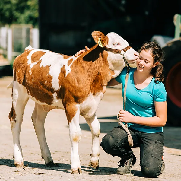 Mädchen kniet neben Kalb und streichelt es.