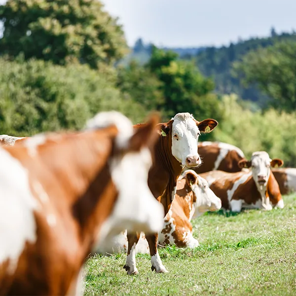 Kühe liegen und grasen auf sonniger Weide.