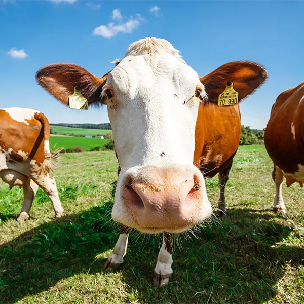 Kuh schaut neugierig in die Kamera.