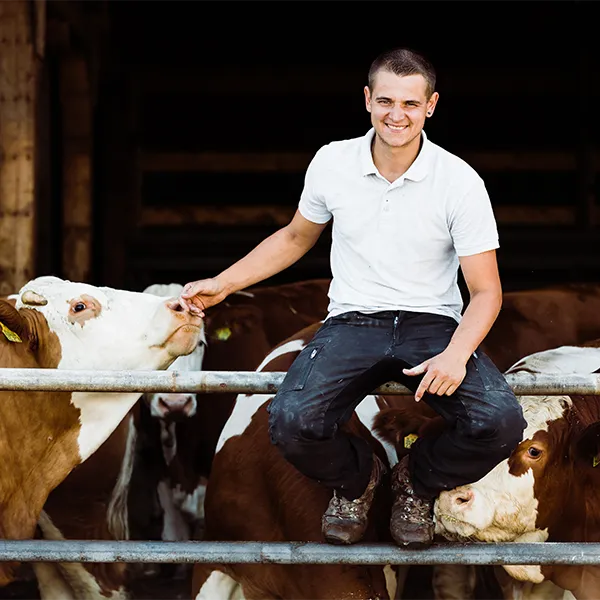 Landwirt vom Berghof Bucher sitzt auf einem Zaun und streichelt Kuh auf dem Hof.