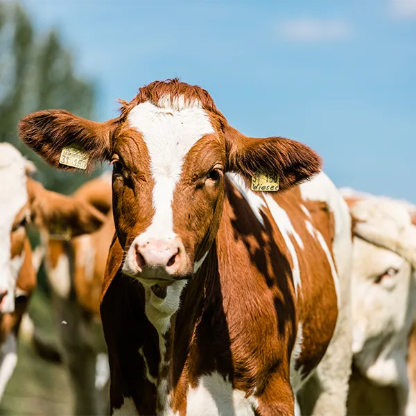 Braun-weiße Kuh blickt in die Kamera.