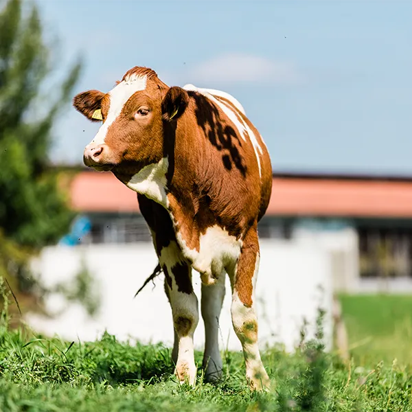 Junge Kuh steht auf Wiese vor Bauernhof.
