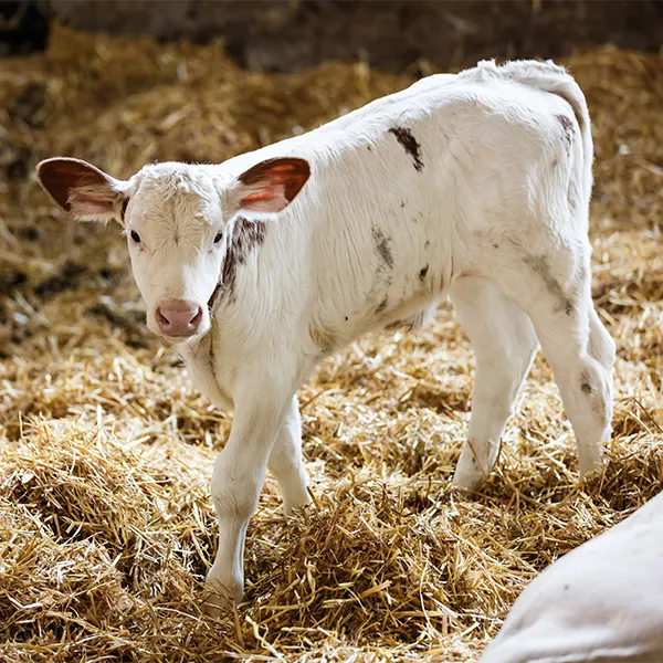 Weißes Kalb steht auf Stroh und blickt in die Kamera.